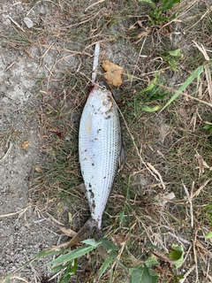 コノシロの釣果