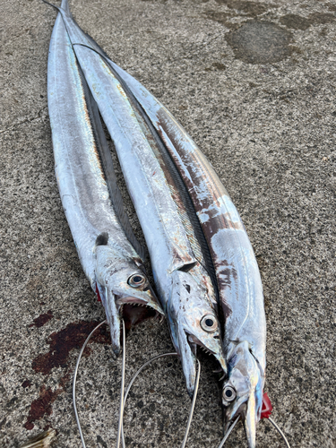 タチウオの釣果