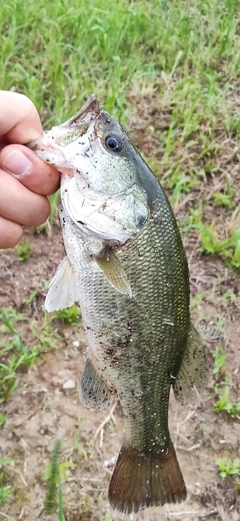 ブラックバスの釣果