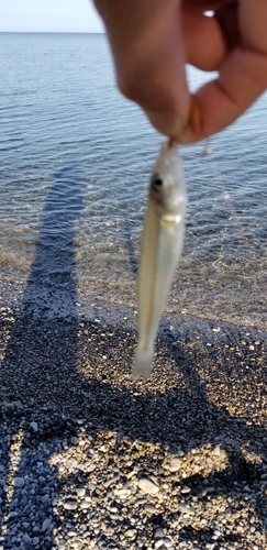 キスの釣果