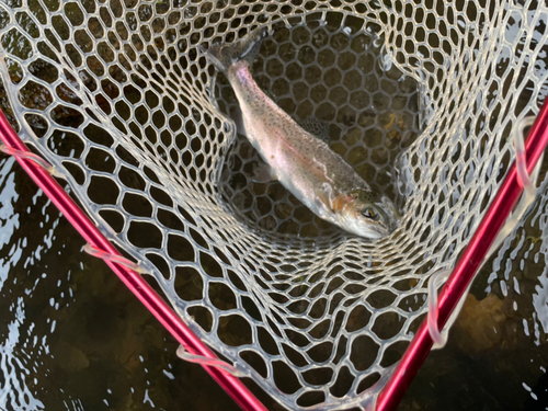 ニジマスの釣果