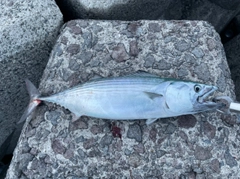 ハガツオの釣果