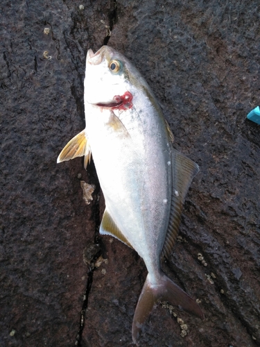 ショゴの釣果