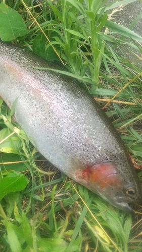 ニジマスの釣果