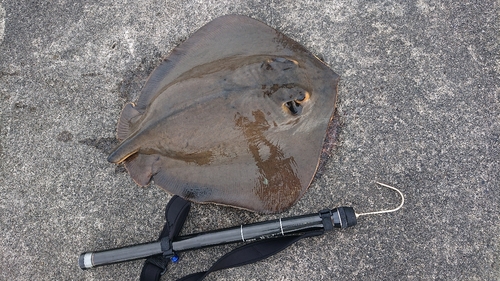 アカエイの釣果