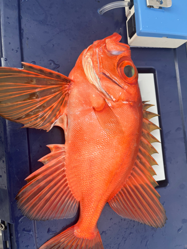 チカメキントキの釣果