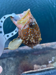 キジハタの釣果