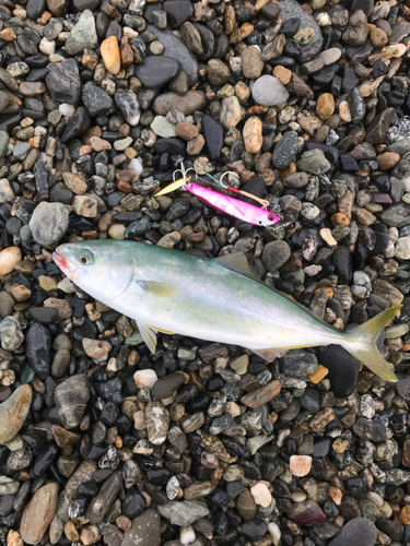 ワカシの釣果