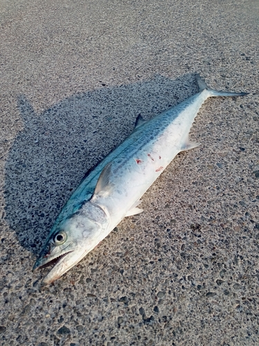 サゴシの釣果