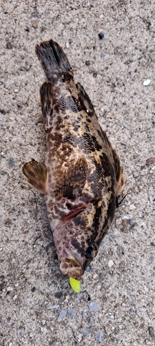 タケノコメバルの釣果