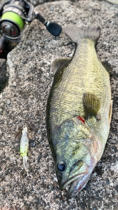 ブラックバスの釣果