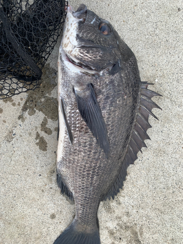 チヌの釣果