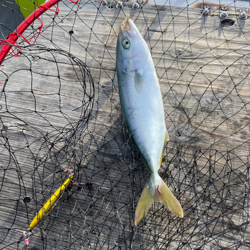 ワカシの釣果