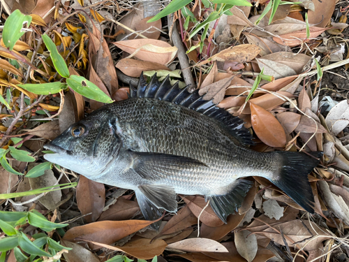 クロダイの釣果