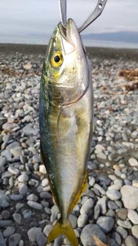 ワカシの釣果