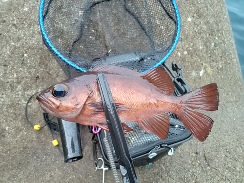 メバルの釣果