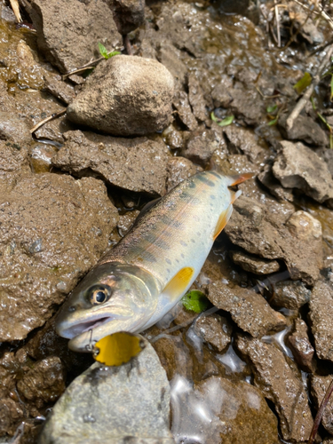 ヤマメの釣果