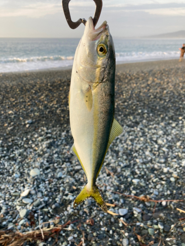 ワカシの釣果