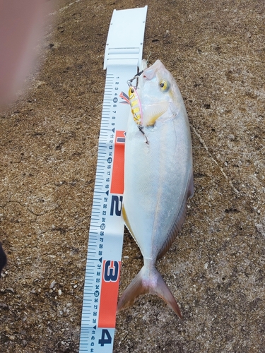 ショゴの釣果