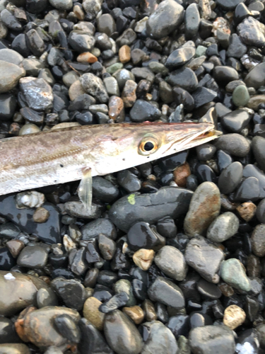 アカカマスの釣果