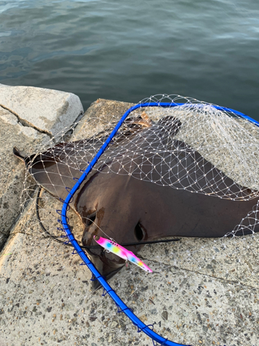 エイの釣果