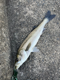 スズキの釣果