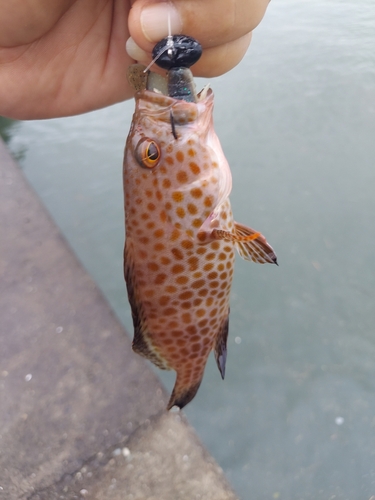 オオモンハタの釣果