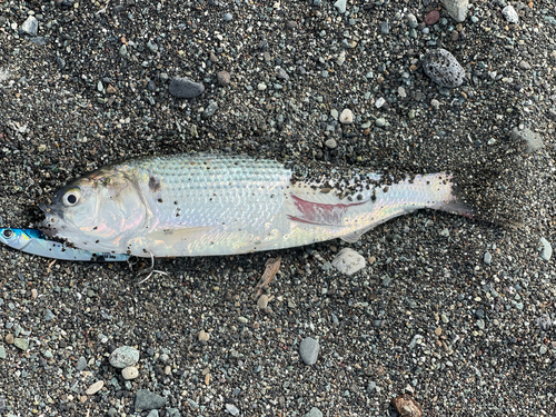 コノシロの釣果