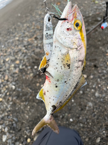 ショゴの釣果