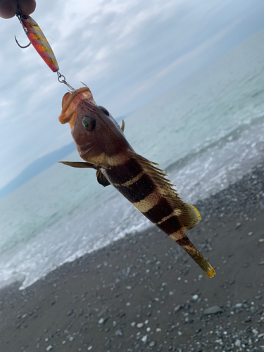 アオハタの釣果