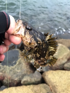 タケノコメバルの釣果