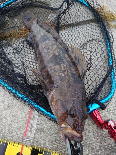 アイナメの釣果