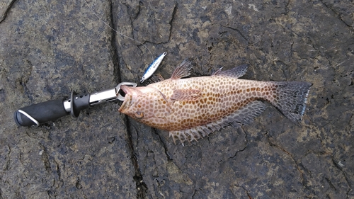 オオモンハタの釣果