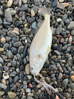 ニベの釣果