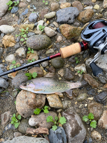 ニジマスの釣果