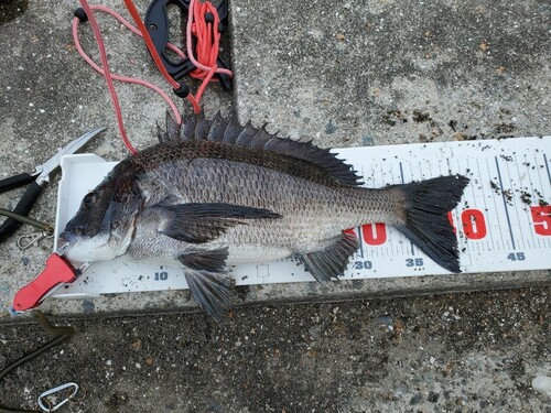 クロダイの釣果