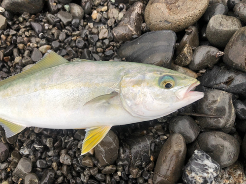 ワカシの釣果