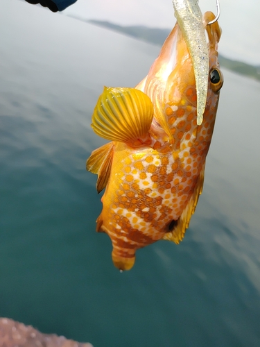 キジハタの釣果