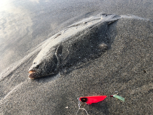 ソゲの釣果