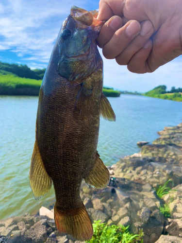 スモールマウスバスの釣果