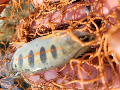 アマゴの釣果