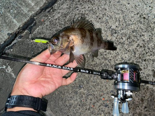 シロメバルの釣果