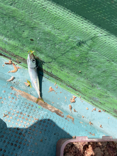 マサバの釣果