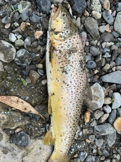 ブラウントラウトの釣果