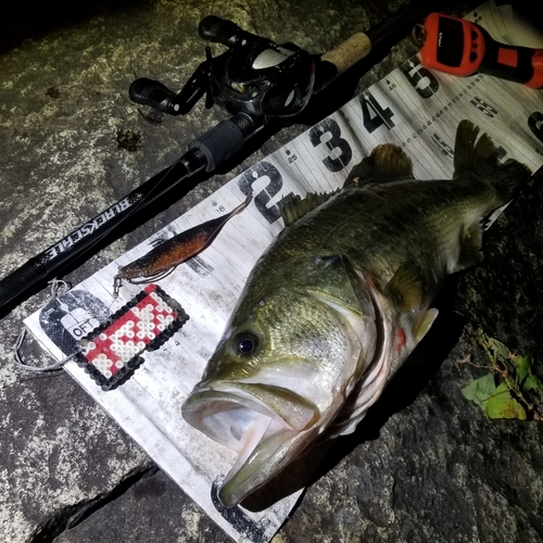 ブラックバスの釣果