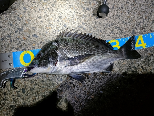 クロダイの釣果