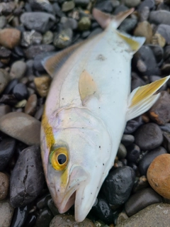 ショゴの釣果