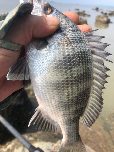 メイタの釣果