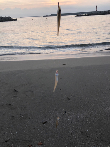 キスの釣果