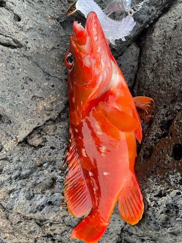 アカハタの釣果